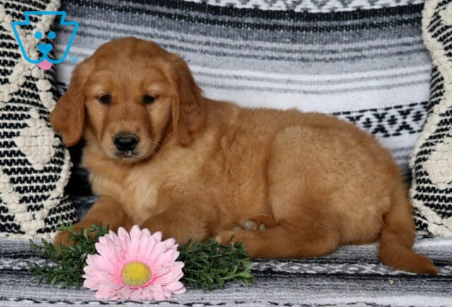 Cara Golden2 image