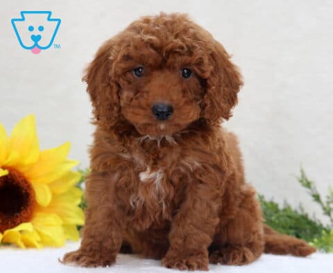 Carson Mini Poodle