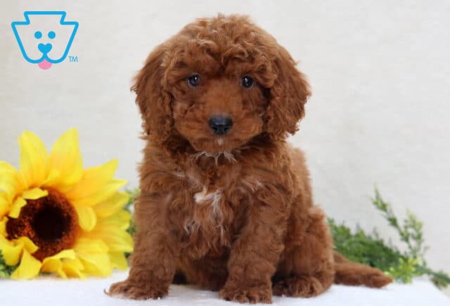 Carson Mini Poodle image