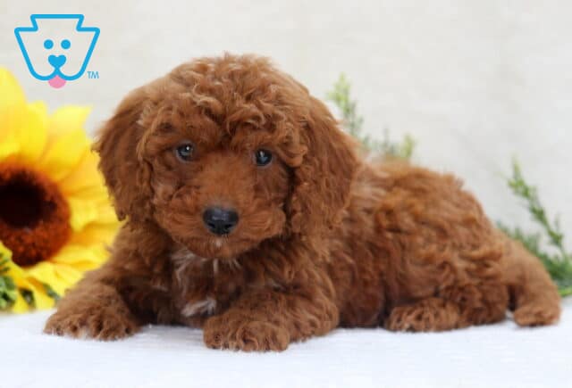 Carson Mini Poodle2 image