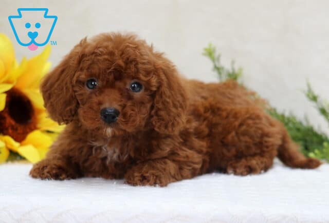Carter Mini Poodle image