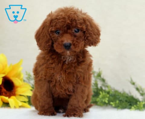 Carter Mini Poodle2