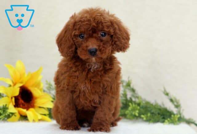 Carter Mini Poodle2 image