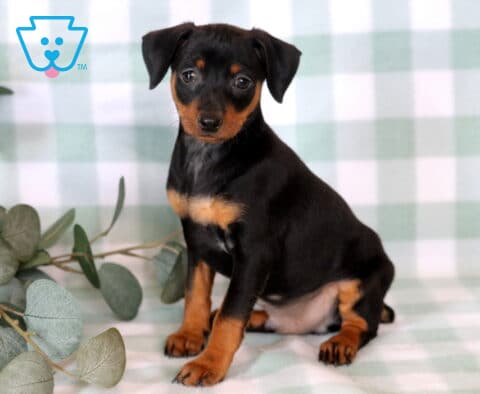 Alert black and tan Miniature Pinscher puppy sitting on a soft green gingham backdrop, showing off bright eyes, sleek coat, and a curious expression beside eucalyptus greenery.