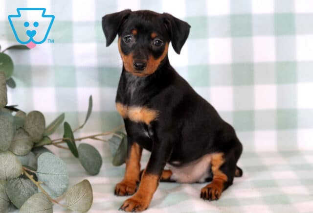 Alert black and tan Miniature Pinscher puppy sitting on a soft green gingham backdrop, showing off bright eyes, sleek coat, and a curious expression beside eucalyptus greenery. image