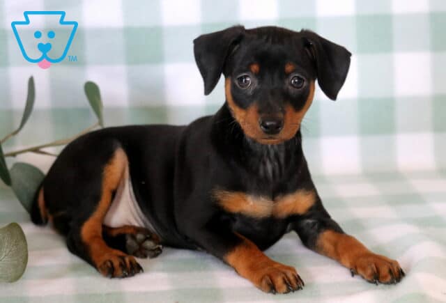 Black and rust Miniature Pinscher puppy relaxing on a soft green plaid blanket, featuring a sleek shiny coat, expressive eyes, and classic tan markings with eucalyptus accents nearby. image