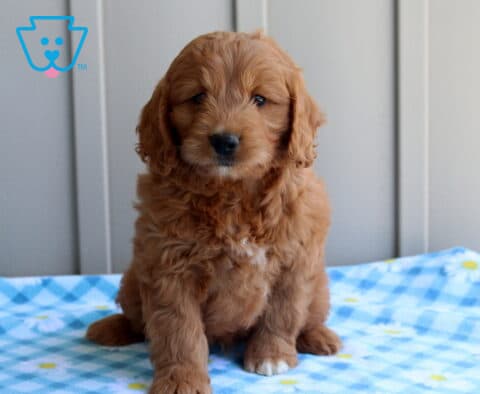 Casper Mini Goldendoodle