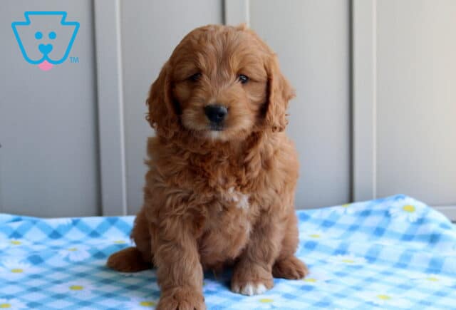 Casper Mini Goldendoodle image