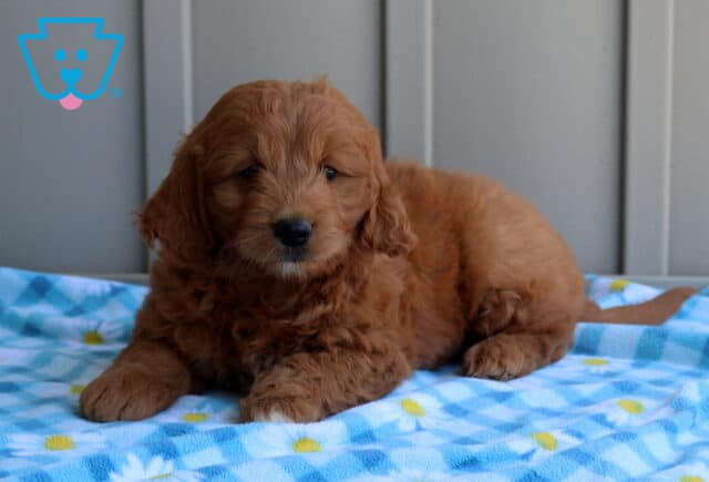 Casper Mini Goldendoodle2 image
