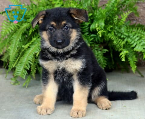 Young German Shepherd puppy sitting proudly on a concrete patio, featuring soft black-and-tan markings, floppy ears, and a curious expression with lush green ferns behind it.