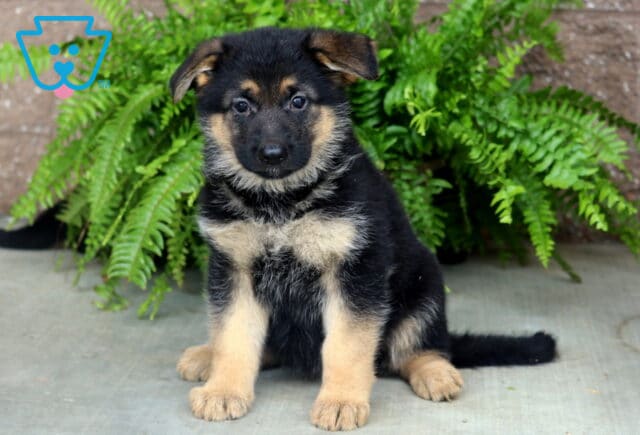 Young German Shepherd puppy sitting proudly on a concrete patio, featuring soft black-and-tan markings, floppy ears, and a curious expression with lush green ferns behind it. image
