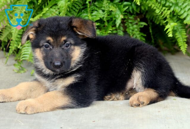 Fluffy German Shepherd puppy resting on a concrete surface beneath cascading green ferns, showing off its soft black-and-tan coat and gentle, attentive gaze. image