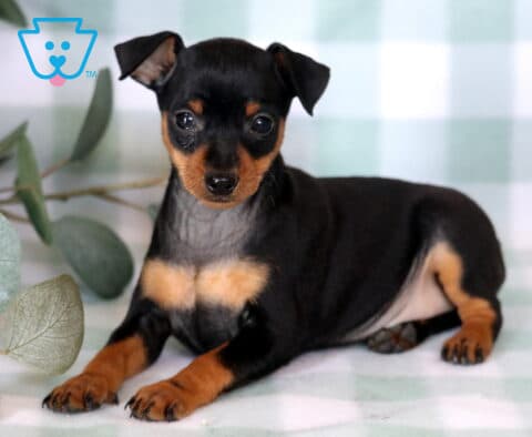 Sweet Miniature Pinscher puppy lounging on a mint green checkered blanket, featuring a glossy black-and-tan coat, one slightly perked ear, and bright curious eyes beside soft eucalyptus foliage.