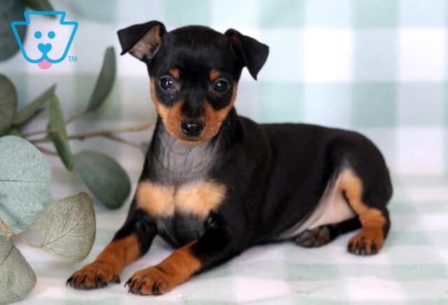 Sweet Miniature Pinscher puppy lounging on a mint green checkered blanket, featuring a glossy black-and-tan coat, one slightly perked ear, and bright curious eyes beside soft eucalyptus foliage. image