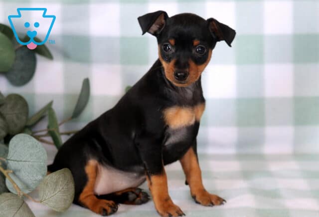Adorable Miniature Pinscher puppy sitting attentively on a soft mint plaid backdrop, showing off its sleek black-and-tan coat, bright expressive eyes, and alert posture next to decorative eucalyptus leaves. image