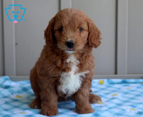 Caylee Mini Goldendoodle