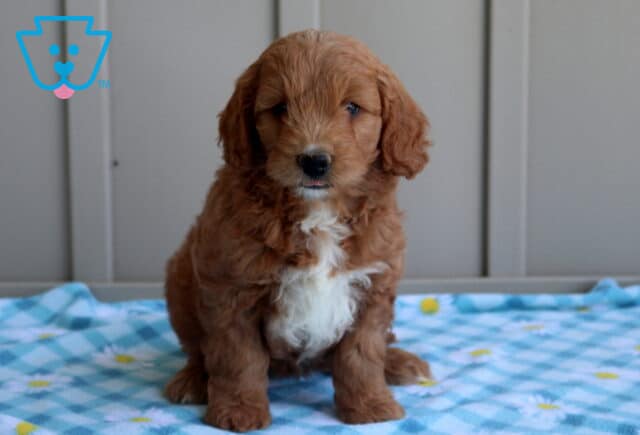 Caylee Mini Goldendoodle image