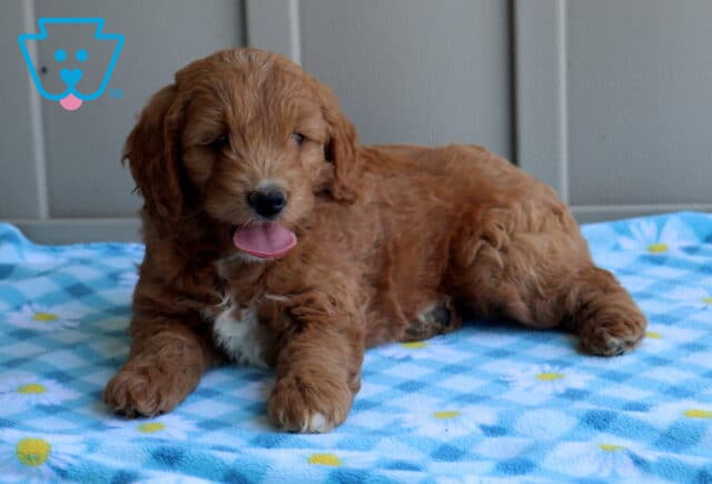 Caylee Mini Goldendoodle2 image
