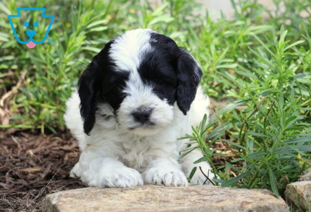 Champ Cockapoo image