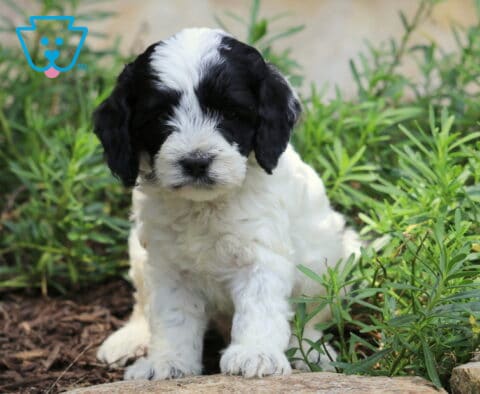 Champ Cockapoo2