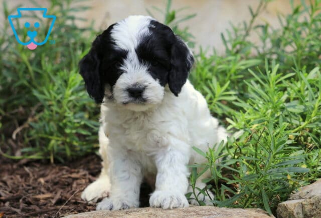 Champ Cockapoo2 image