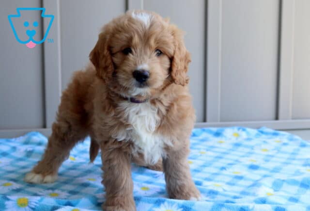 Chance Mini Goldendoodle image