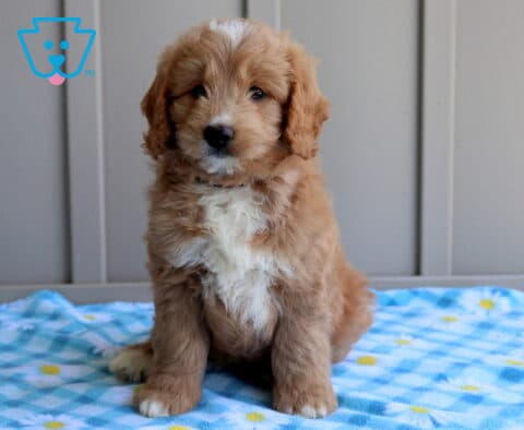 Chance Mini Goldendoodle2