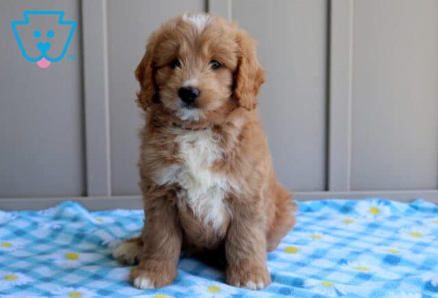 Chance Mini Goldendoodle2 image