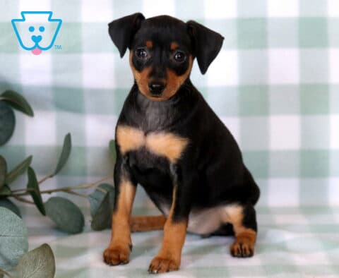 Alert Miniature Pinscher puppy sitting upright on a soft green checkered blanket, showing off its sleek black and tan coat, bright eyes, and confident little stance beside eucalyptus greenery.