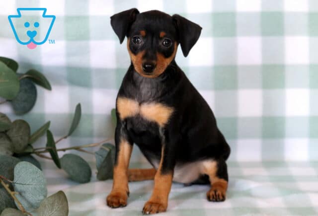 Alert Miniature Pinscher puppy sitting upright on a soft green checkered blanket, showing off its sleek black and tan coat, bright eyes, and confident little stance beside eucalyptus greenery. image