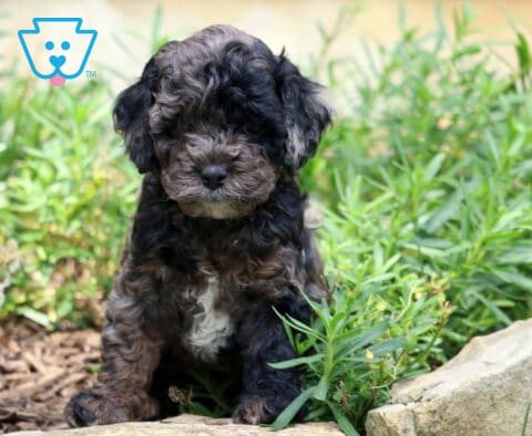 Charlie Cockapoo