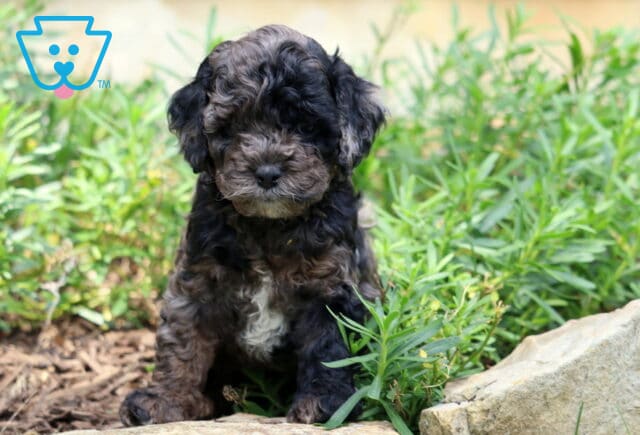 Charlie Cockapoo image