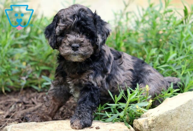 Charlie Cockapoo2 image