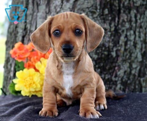 Charlie Mini Dachshund