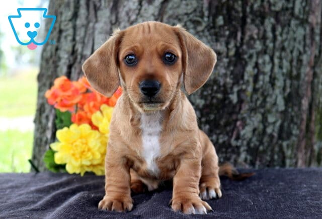 Charlie Mini Dachshund image