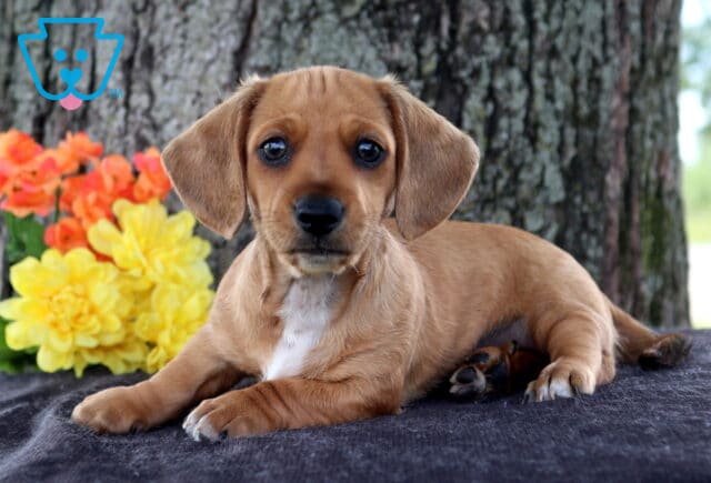 Charlie Mini Dachshund2 image