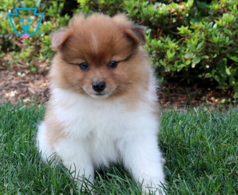 Charlie Pom