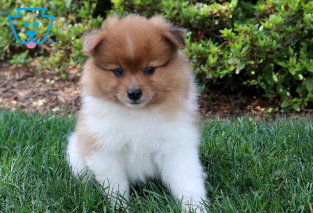 Sweet orange and white Pomeranian puppy sitting in the grass, featuring a fluffy coat, tiny folded ears, and an inquisitive expression against a backdrop of green shrubs. image