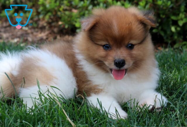 Fluffy orange and white Pomeranian puppy relaxing in the grass with its tongue peeking out, showcasing a plush coat, rounded face, and cheerful personality in a sunny outdoor setting. image
