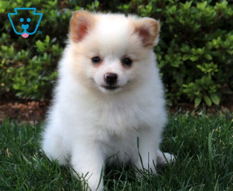 Charlotte Pom