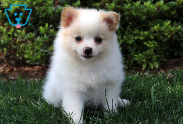 Charlotte Pom image