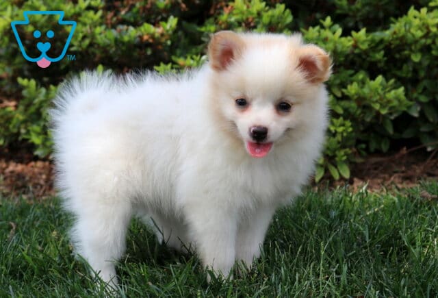 Charlotte Pom2 image
