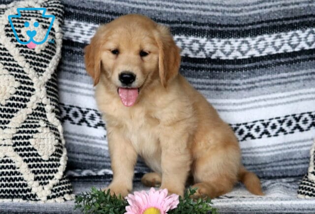 Charm Golden image