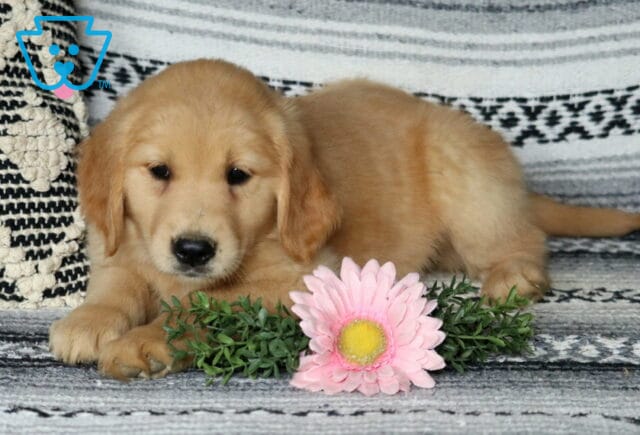 Charm Golden2 image
