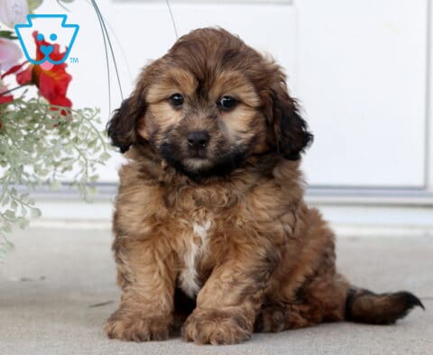 Chase Shihpoo