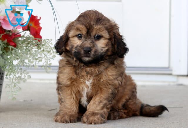 Chase Shihpoo image