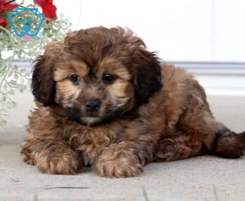Adorable sable Shihpoo puppy resting on a porch near a decorative planter, showcasing a fluffy coat, dark-tipped ears, and a calm, thoughtful expression.