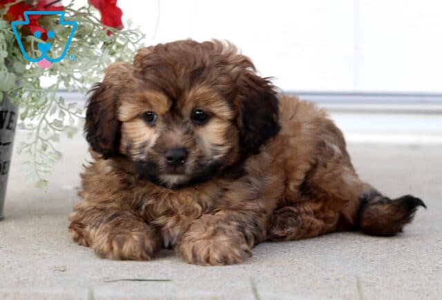 Chase Shihpoo2 image