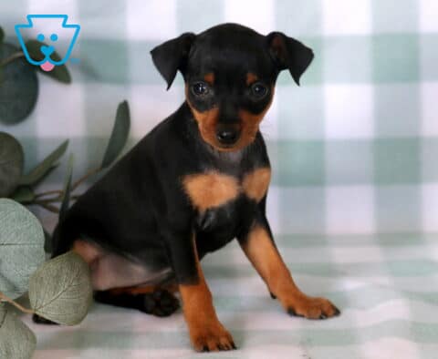 Sweet Miniature Pinscher puppy sitting beside eucalyptus leaves on a soft plaid backdrop, showing off a sleek black-and-tan coat, alert ears, and an attentive gaze toward the camera.