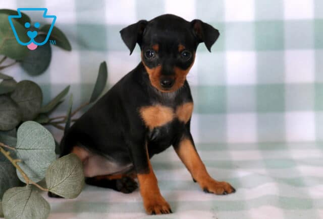 Sweet Miniature Pinscher puppy sitting beside eucalyptus leaves on a soft plaid backdrop, showing off a sleek black-and-tan coat, alert ears, and an attentive gaze toward the camera. image